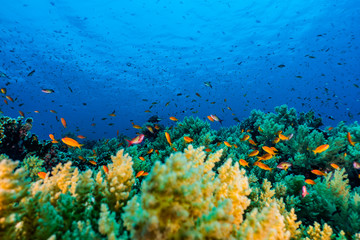 Naklejka na ściany i meble Coral reefs and water plants in the Red Sea, Eilat Israel