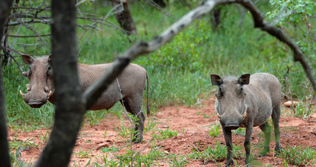 warthog in the savannah, park kruger south africa