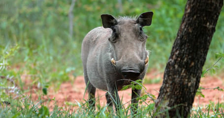 Fototapeta premium warthog in the savannah, park kruger south africa