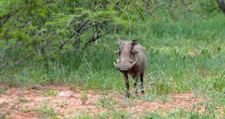 warthog in the savannah, park kruger south africa