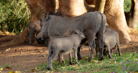 warthog family in the savannah, park kruger south africa