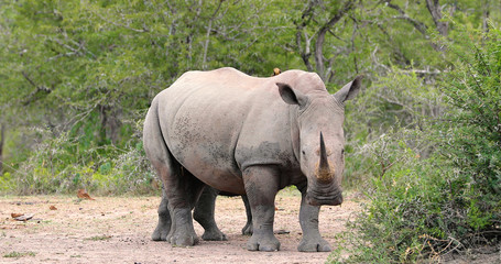Fototapeta premium rhinoceros in kruger park in south africa