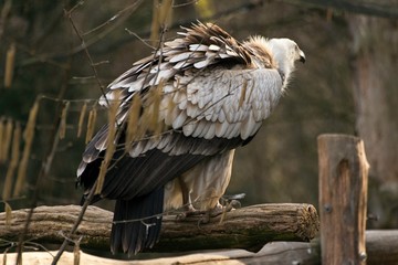 Griffon vulture, gyps fulvus in zoo