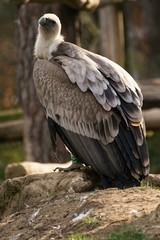 Griffon vulture, gyps fulvus in zoo