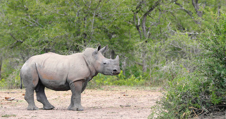 Fototapeta premium rhinoceros with young rhinoceros in kruger park in south africa