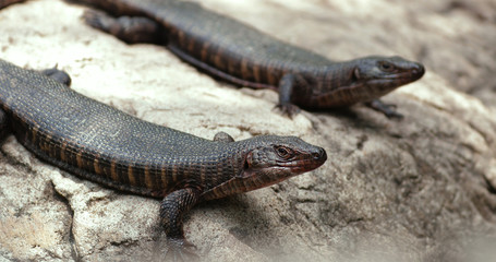 lizard 