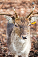 Deer in the park 