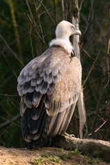 Griffon vulture, gyps fulvus in zoo