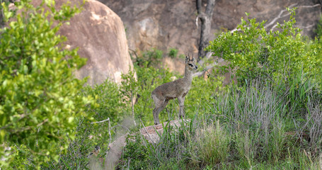 little antelope 