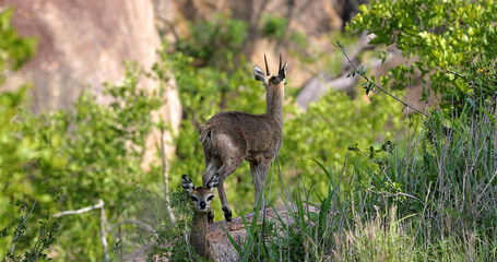 little antelope "Grysbok" in the park kruger, south africa