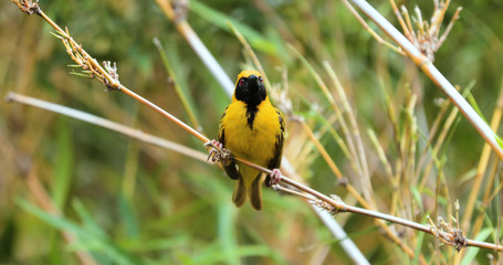 bird "spotted weaver" , kruger park, south africa