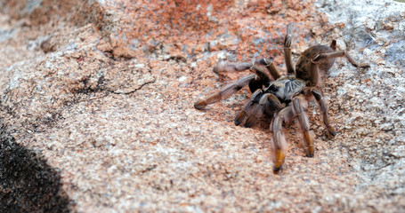 tarantula on a rock close up