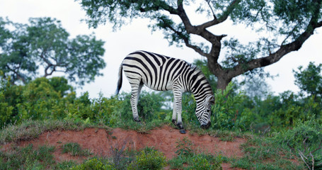 Fototapeta na wymiar zebras in the savannah in south africa