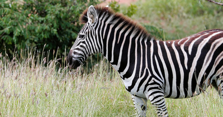 zebras in the savannah in south africa