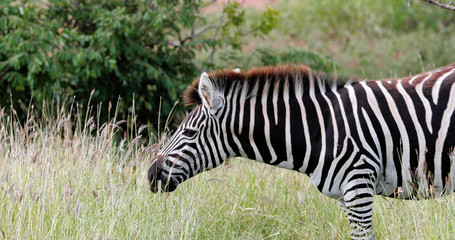 Fototapeta premium zebras in the savannah in south africa