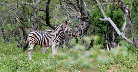 zebras in the savannah in south africa