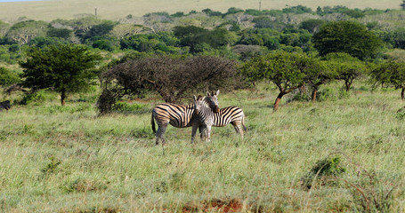 Fototapeta na wymiar zebras in the savannah in south africa