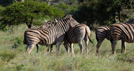 zebras in the savannah in south africa