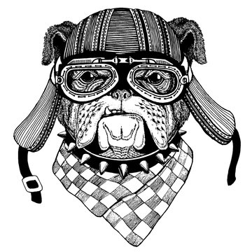 Bulldog Wild biker animal wearing motorcycle helmet. Hand drawn image for tattoo, emblem, badge, logo, patch, t-shirt.