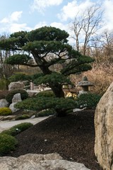 Japanese garden with beautiful trees