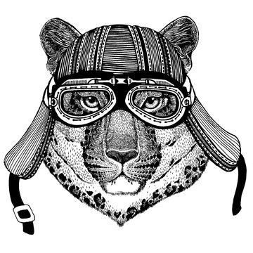 Wild cat, leopard, jaguar, panther, biker, animal wearing motorcycle helmet. Hand drawn image for tattoo, emblem, badge, logo, patch, t-shirt.