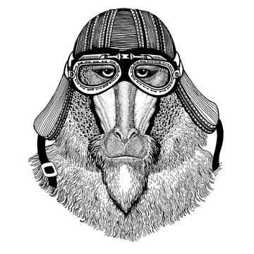 Monkey, baboon, dog-ape, ape wild biker animal wearing motorcycle helmet. Hand drawn image for tattoo, emblem, badge, logo, patch, t-shirt.