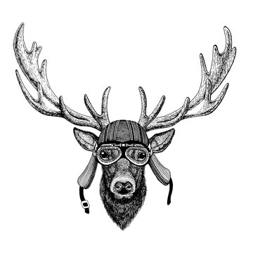 Deer wild biker animal wearing motorcycle helmet. Hand drawn image for tattoo, emblem, badge, logo, patch, t-shirt.