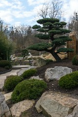 Fototapeta na wymiar Japanese garden with beautiful trees