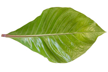 Obraz premium Fresh green leaves