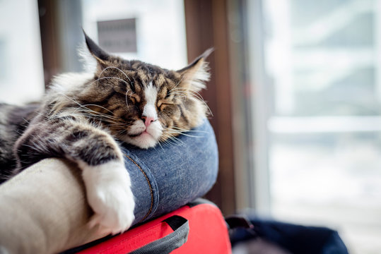 Maine Coon Cat Sleeping On A Pillow