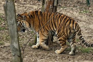 Naklejka na ściany i meble Siberian Tiger Panthera tigris altaica