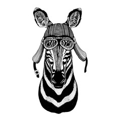 Zebra, horse wild biker animal wearing motorcycle helmet. Hand drawn image for tattoo, emblem, badge, logo, patch, t-shirt.