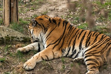 Siberian Tiger Panthera tigris altaica