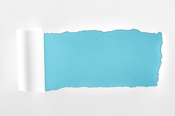 ripped textured white paper with rolled edge on blue background