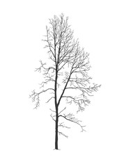 Aspen tree silhouette without foliage