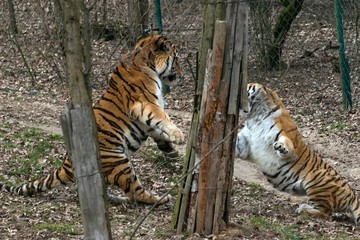 Siberian Tiger Panthera tigris altaica