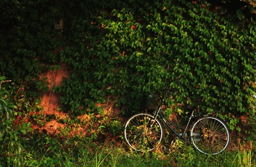Fototapeta premium 壁の蔦の葉の群生と自転車です