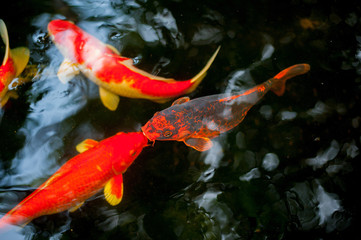  Koi fish kissing each other