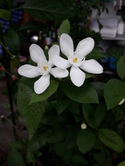  Wrightia, Bangkok Thailand