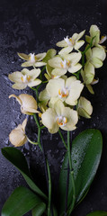 Orchid Flowers on a wet stone background.