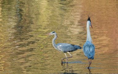 Graureiher in Gewässer