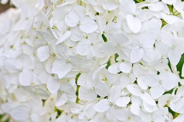 White hydrangea closeup image.