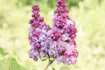 Obraz premium Lush lilac bloom in the spring sunny garden. Close-up.