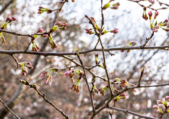 桜の蕾