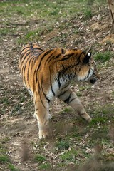 Siberian Tiger Panthera tigris altaica