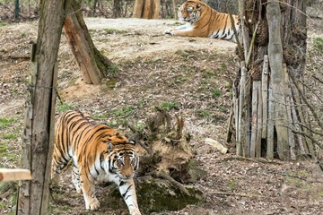 Siberian Tiger Panthera tigris altaica