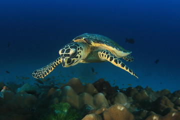Obraz na płótnie Canvas Hawksbill Sea Turtle 