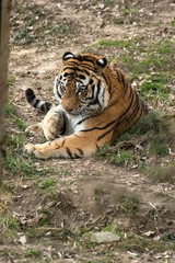 Siberian Tiger Panthera tigris altaica