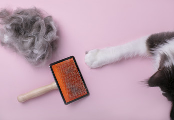 Top view of the tangled fur cat on the pink background, with the cat paw  - 257873113