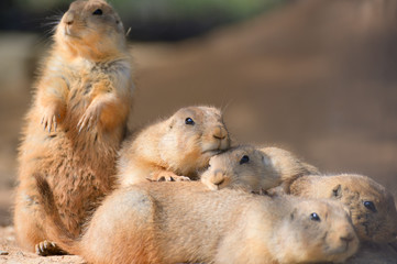 プレーリードッグ